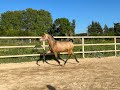 Jument de dressage - PRE- 2 ans - Dressage- France
