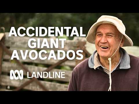 Local Growers Harvest Avocados Over a Kilogram Each | Landline