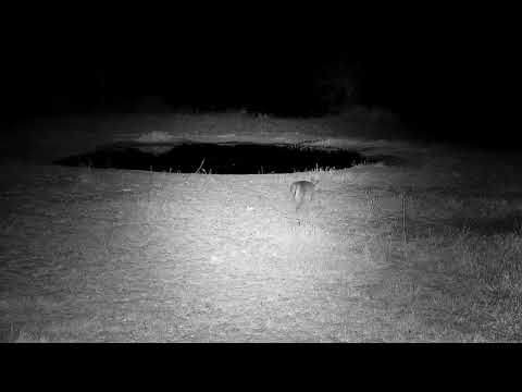 Djuma: Duiker gets drink from the pan - 22:26 - 08/03/21