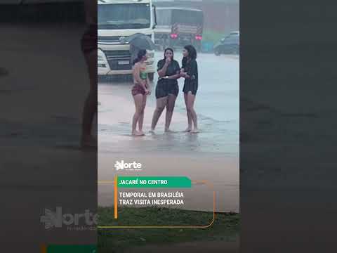 🐊 JACARÉ NO CENTRO: TEMPORAL EM BRASILÉIA TRAZ VISITA INESPERADA