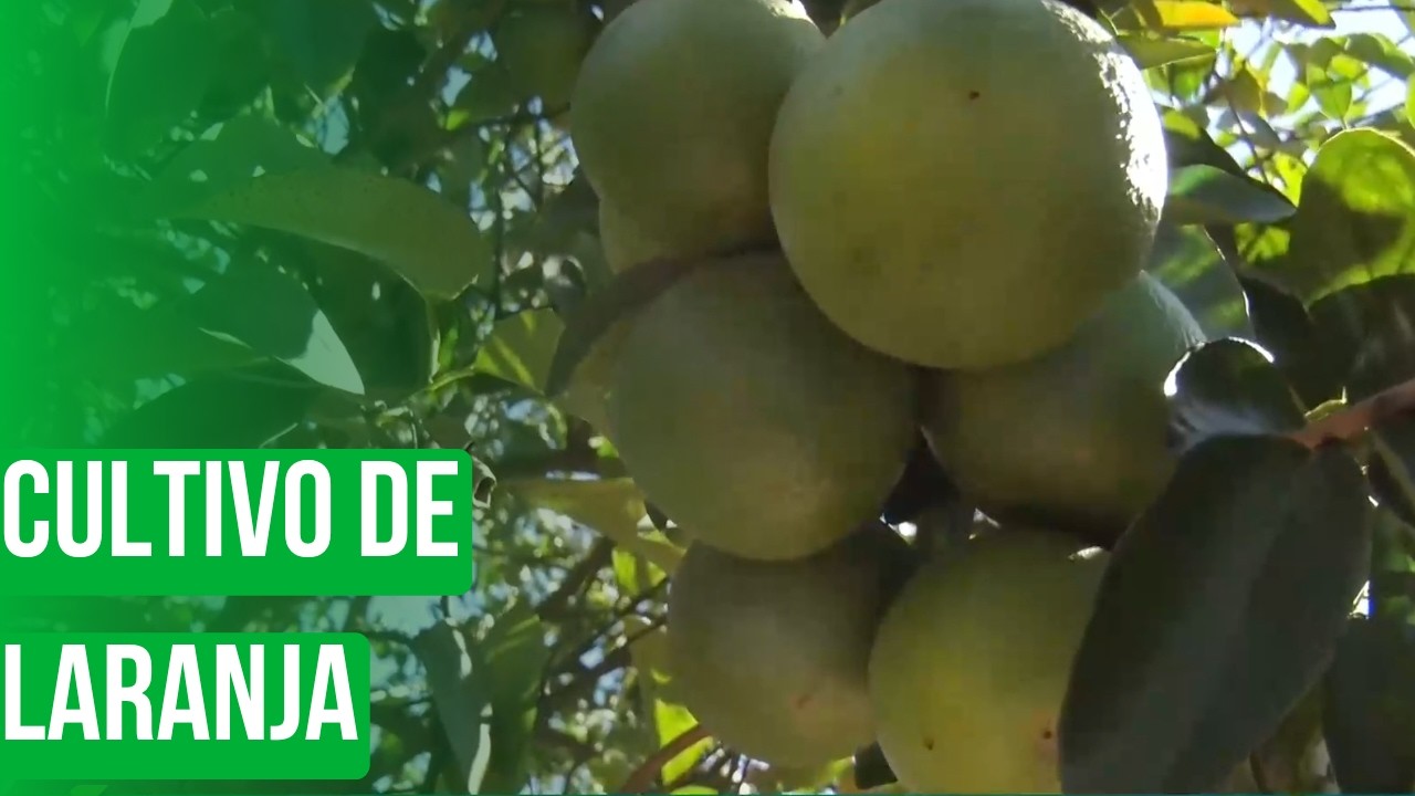 Cultivo de laranja