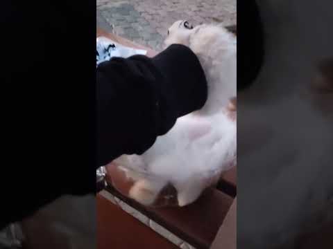 I take miso,sky and yoshi to naseem park #oman #kittens #cute #park #naseem #shorts