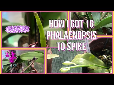 😱 16 Phalaenopsis Orchids Spiking At Once! & How I Did So. Phalaenopsis Orchid Care For Beginners