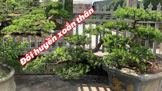 Pair of beautiful twisted Bodhisattva pines | Bonsai Bodhisattva pines