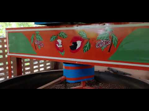 Estréia da torrefação do guaraná da amazonia na colônia Boa Esperança Urucará Amazonas 