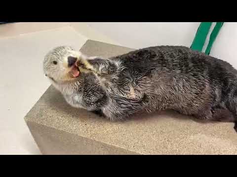 雅庫，21 歲生日快樂！ (Happy 21st Birthday, Yaku!)