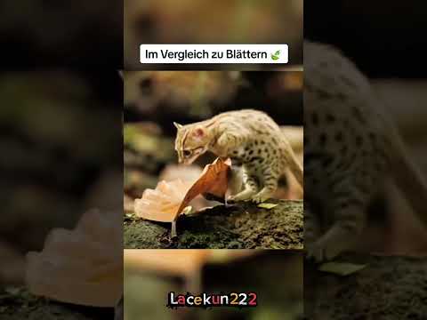 Das letzte ist echt krass !!#fy #viralvideos #viral #fyp #videoviral