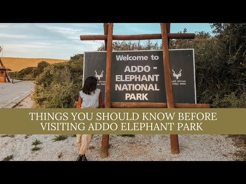 Things you should know before visiting Addo Elephant Park | South african travel vlogger