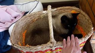 Ele me agrediu fisicamente