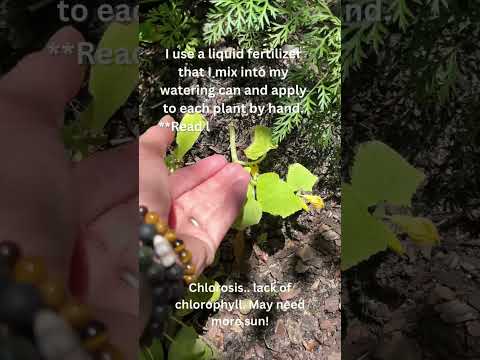 Cucumber Leaves Yellowing