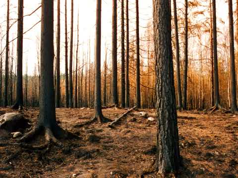 Olle Löfstrand - Square one acre ( A-minor with modal colorations )