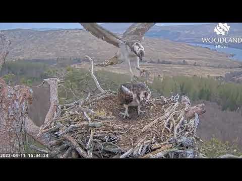 Nest Two in 22: Loch Arkaig Osprey family season highlights 2022