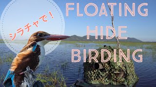Birding from floating hide #birding#floatinghide#sriracha#シラチャ#野鳥
