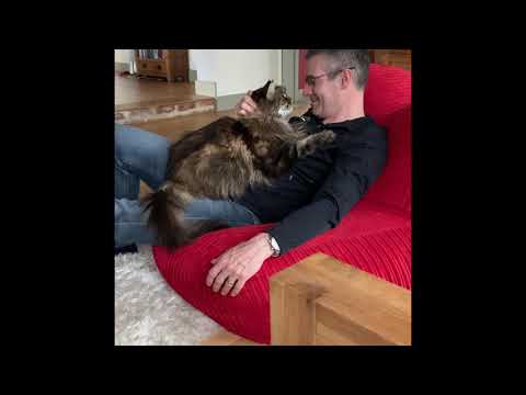 Is Your Maine Coon Cat A Lap Cat Too?