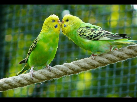 8 Hours Parakeets Chirping Sounds, Meditation in Budgies Songs to Reduce stress blood pressure