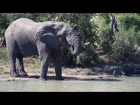 Djuma: Lone Elephant bull with missing right tusk - 13:55 - 04/06/20