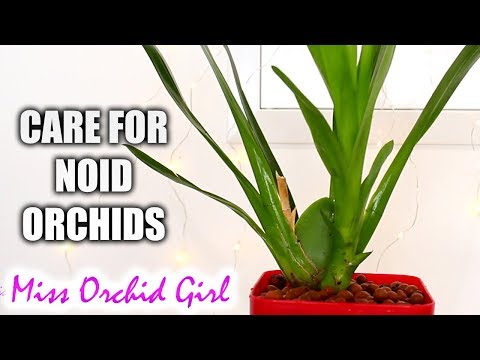 , title : 'How to care for unidentified Orchids - First steps | Beginners guide #2'