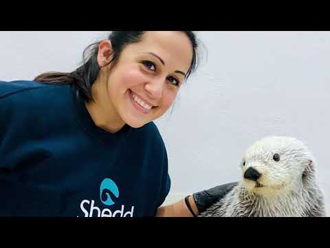 湖上的海洋 | 海獺 Kiana | 芝加哥 ABC7 頻道 (An Ocean On The Lake | Kiana the Sea Otter | ABC7 Chicago)