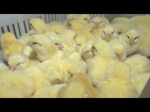 На Гомельшчыне павялічаць вытворчасць мяса птушкі видео