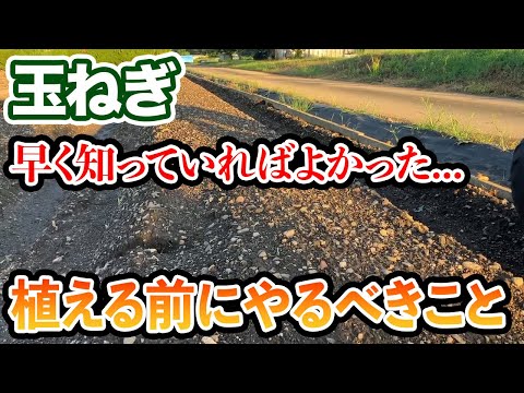 タマネギ、ネギ