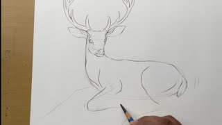 How to draw a deer step by step | Drawing for beginners