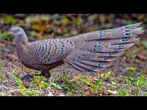 Páv-bažant šedý — dancing and displaying