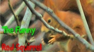The funny Red Squirrel