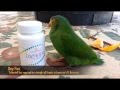BIRD TINKERBELL LAMININE