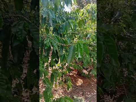 oh Minas Gerais. ...plantação de café