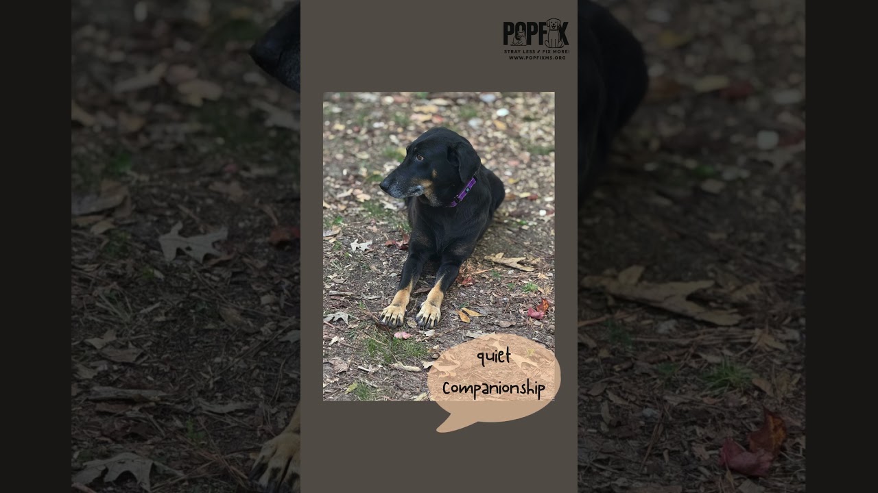 Enlarge Sheba, a ADOPTABLE Doberman Pinscher in Burlington, VT video 2/6