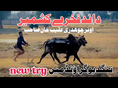 Champion dand Fakhary Kashmir | owner ch Aqeeb khan sab | new try 15/02/2025