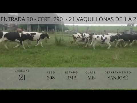 Lote 21 Vaquillonas 1 a 2 años HOLANDO 298kg -  en Ruta 1 km 90