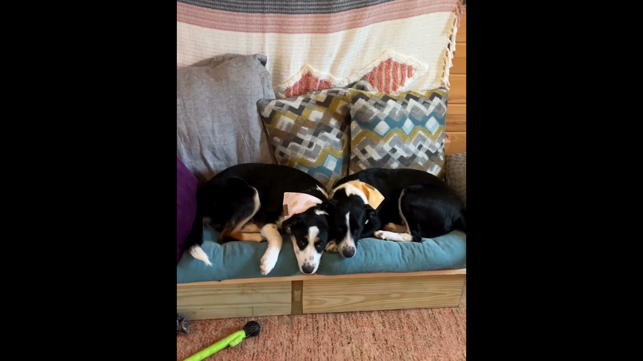 Enlarge Zucchini, a ADOPTABLE mixed breed in Shell Lake, WI video 4/4