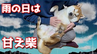 【京の柴犬】雨の日は甘えるで～(笑)　太郎の犬モノガタリ第462話