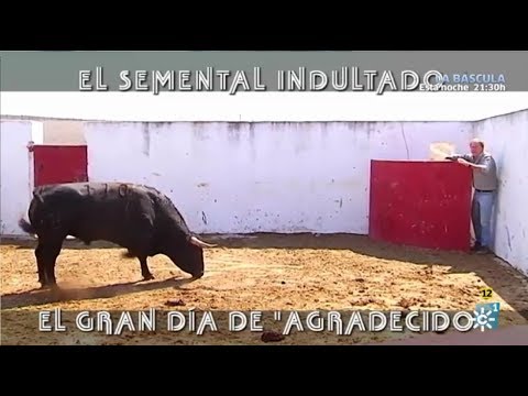 Rencoroso, el toro indultado en Burgos ya está en el campo en Sevilla donde será un semental