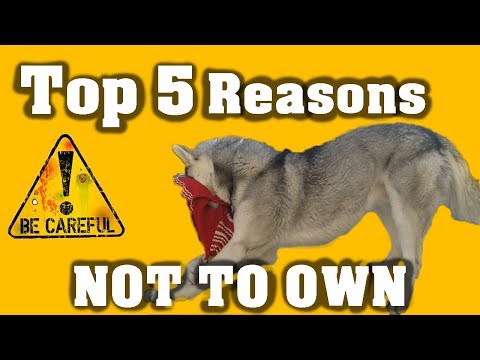 TOP 5 Siberian Husky *WARNINGS* To Know BEFORE Buying!