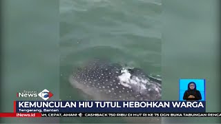 Download lagu Hiu Tutul di Perairan Teluk Naga, Tangerang - SIS 13/11 mp3 Download lagu Hiu Tutul di Perairan Teluk Naga, Tangerang - SIS 13/11 mp3