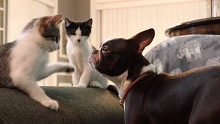 Boston Terrier Puppy just wants to play with Kittens so bad!