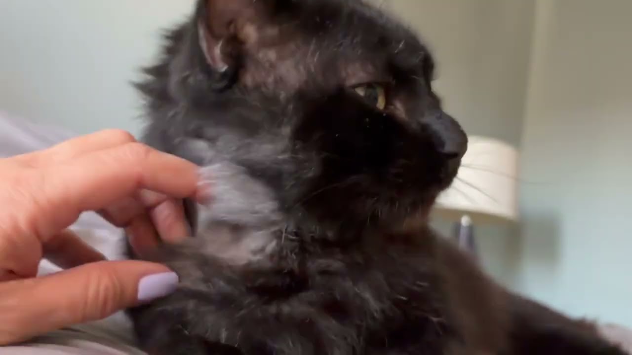 Enlarge Benson, a ADOPTABLE Domestic Medium Hair in Stamford, CT video 1/5