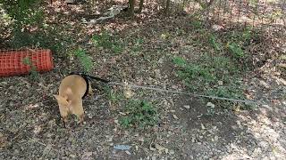 Video preview image #1 Chihuahua Puppy For Sale in Bandera, TX, USA