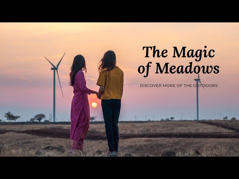 The Magic of Meadows | My recent work for Prutha Bodhale.