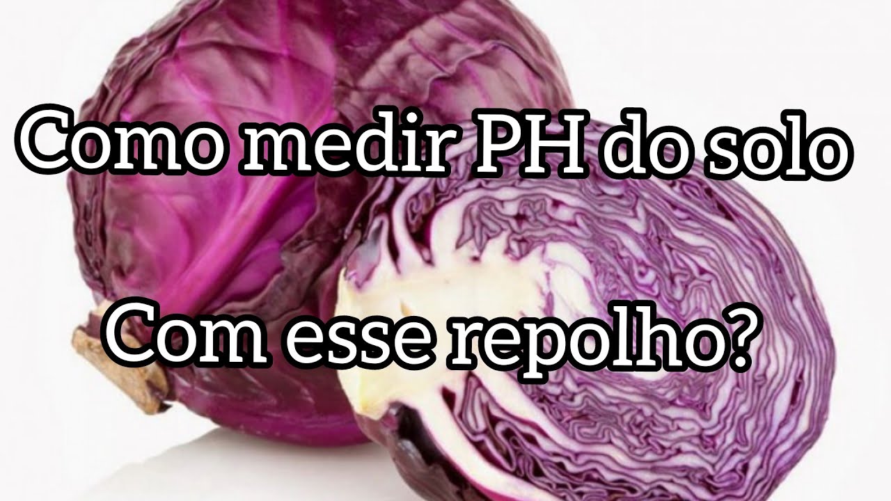 como medir PH do solo utilizando repolho roxo