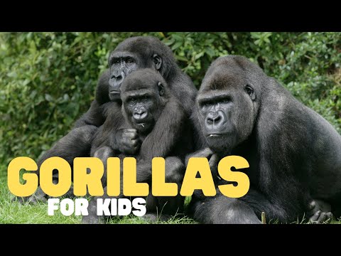 Gorillas for Kids | Learn all about these gentle giants!