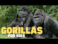 Gorillas For Kids Learn All About These Gentle Giants
