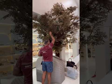 Montagem de Árvore com Avenca para loja Billy Jeans em Ribeiropolis-SE #valmirpaesdesignfloral