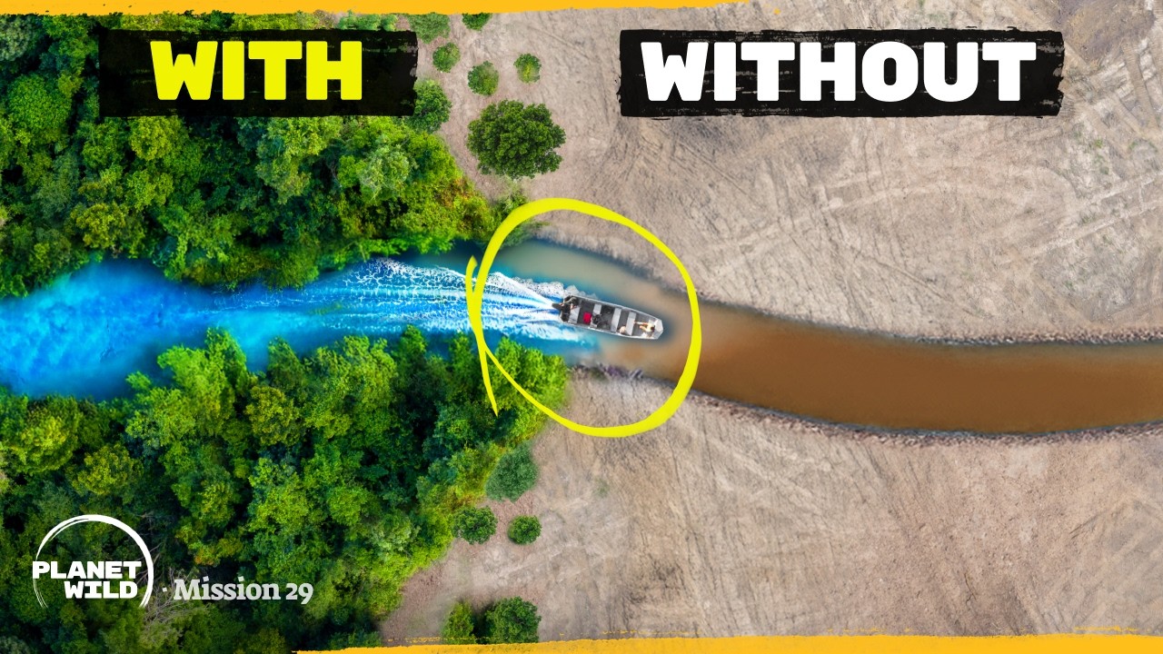 We Found a Way to Save the Amazon Rainforest - Here's how