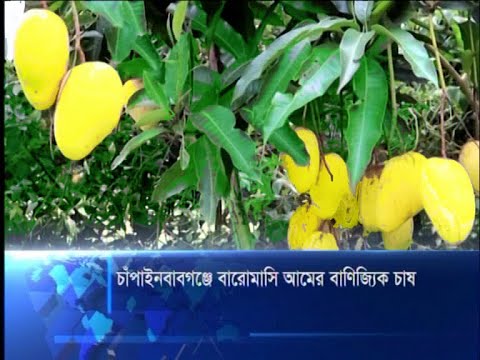 চাঁপাইনবাবগঞ্জে বারোমাসি আমের বাণিজ্যিক চাষ