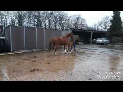 Hengstfohlen von Follow Him x Deveraux