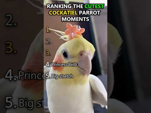 Ranking The Cutest Cockatiel Parrot Moments