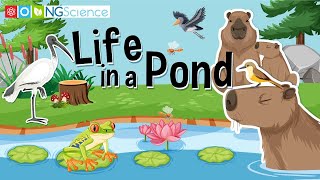Life in a Pond gameplay video by Mgraves, 8:47 duration